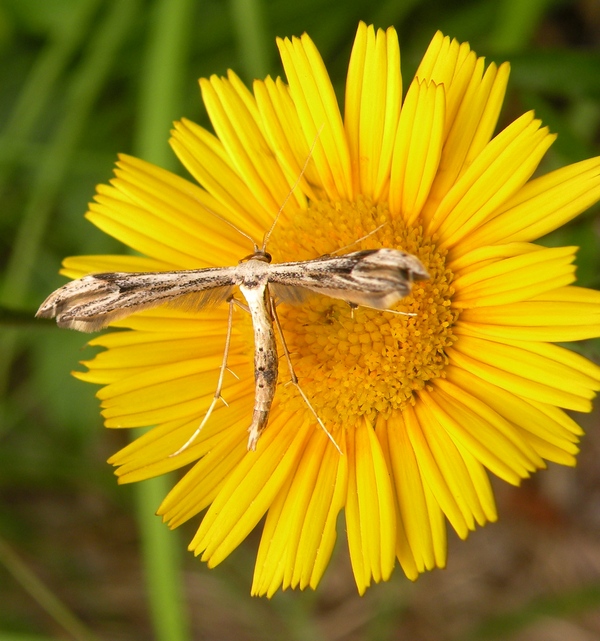 Pterophoridae